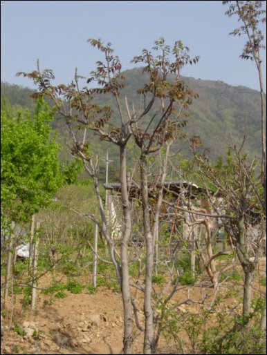 우리 마을사람들은 '참죽나무'를 '가죽나무'라 불렀고, 진짜 '가죽나무'는 '개죽나무' 혹은 '개옻나무'라고 불렀다. 